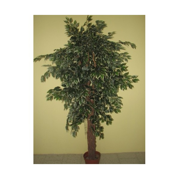 Ficus - bílý