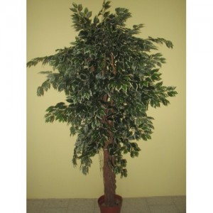 ROJ Strom - Ficus - W891/2450W