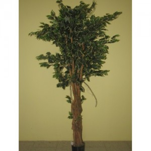 ROJ Strom - Ficus - 0510925802A
