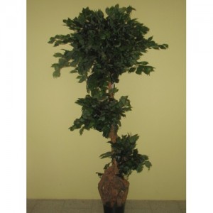 ROJ Strom - Ficus - 061512211101A