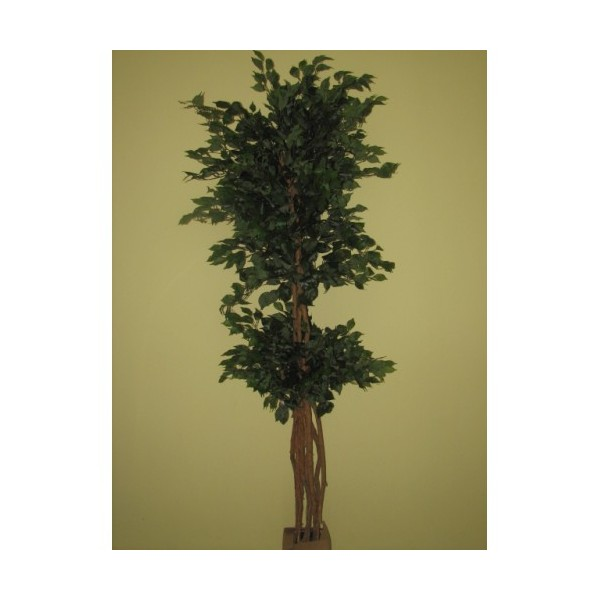 Ficus - zelený