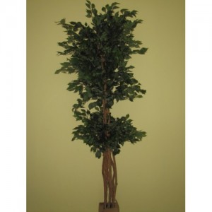 ROJ Strom - Ficus - 7518481001A