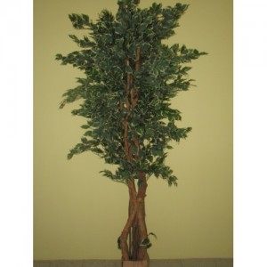 ROJ Strom - Ficus - 0717644102A