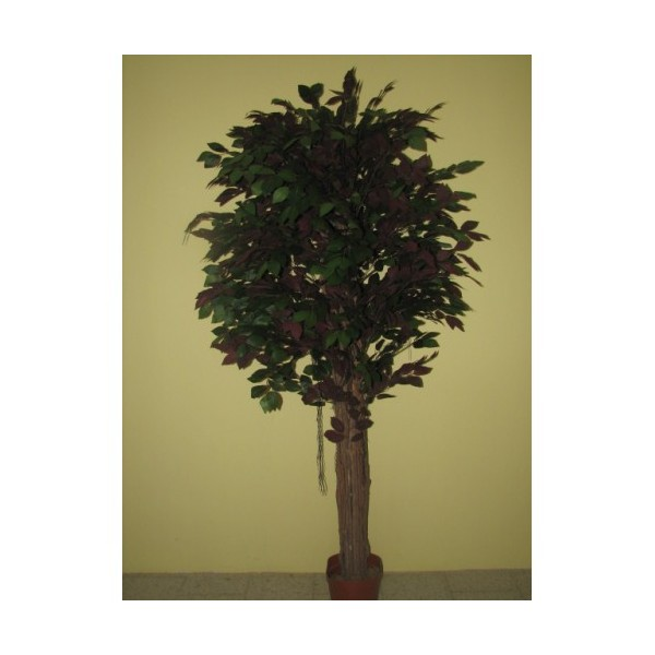Ficus - červený