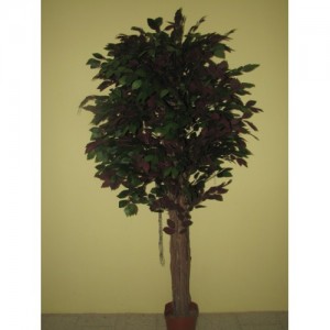 ROJ Strom - Ficus - W891/2450R