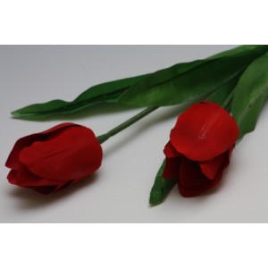 Tulipán 