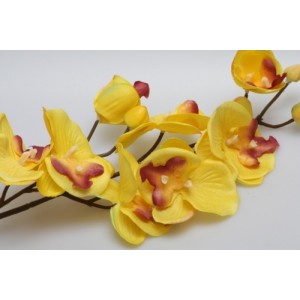Orchidej ( Phalenopsis ) 