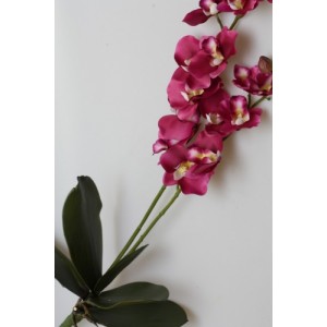 Orchidej ( Phalenopsis ) 