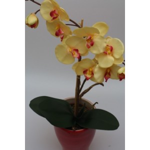 Orchidej ( Phalenopsis ) 
