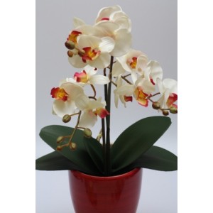Orchidej ( Phalenopsis ) 