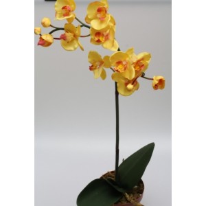 Orchidej ( Phalenopsis ) 