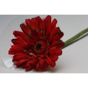 Gerbera latex