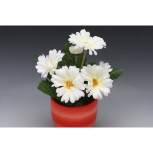 Gerbera hrnková