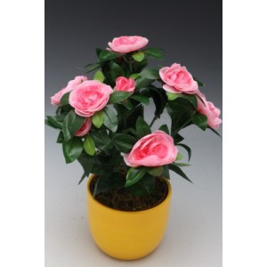 Ranunculus hrnkový