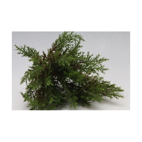 Větvička cypříše 25 cm