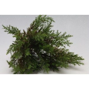 Větvička cypříše 25 cm