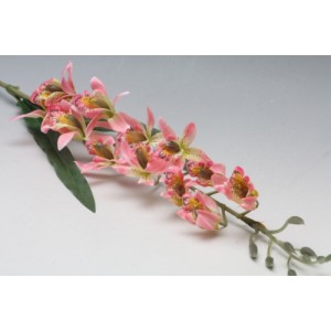 Cymbidium