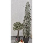 ilustrační foto strom 60 cm a 122 cm v květináči