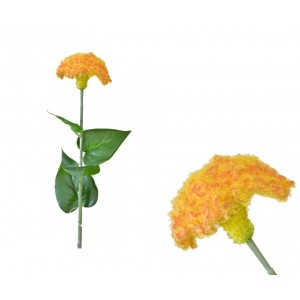 Celosia lososová balení 3 ks, 64 cm