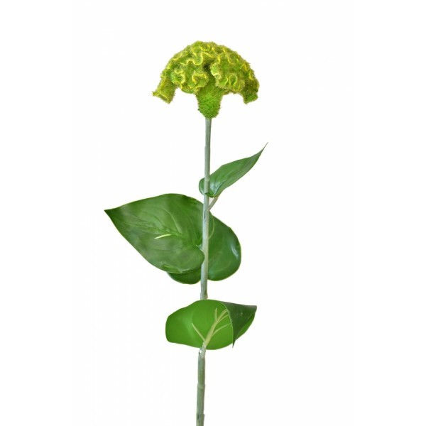 Celosia zelená 64 cm