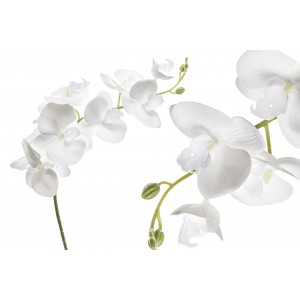 Orchidej Phalaenopsis 97 cm, bílá