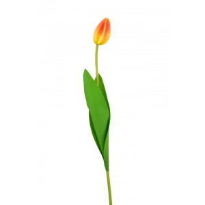 Tulipán lososový 46 cm poupě