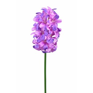 Hyacint fialový 48 cm