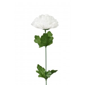 Chryzantéma bílá 48 cm, balení 24 ks
