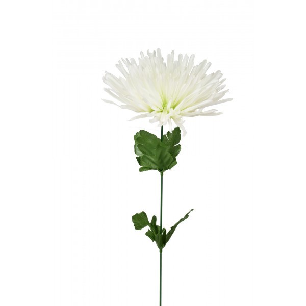 Chryzantéma jehlicovitá bílo - zelená 48 cm, balení 12 ks