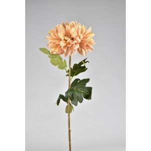 Chryzantéma starorůžová 75 cm