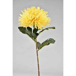 Chryzantéma hvězdicovitá žlutá 70 cm