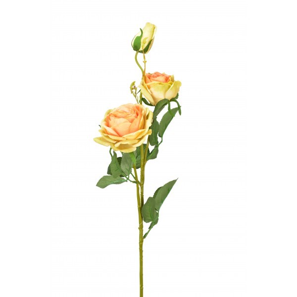 Růže oranžovo-zelená 70 cm