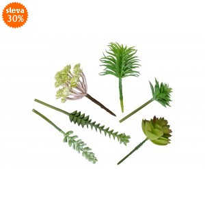 Mix sukulentů Molly, sada 6 ks