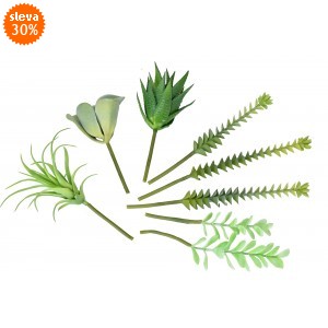 Mix sukulentů Polly, sada 8 ks