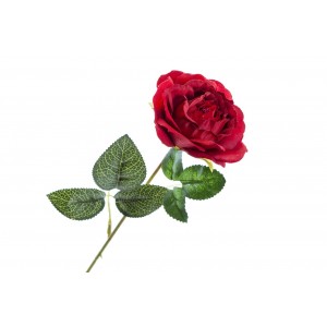 Růže červená 50 cm, balení 5 ks