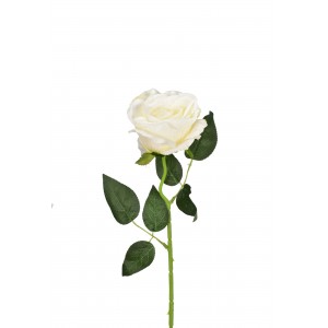 Růže bílá 50 cm