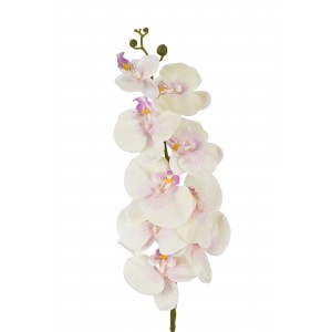 Orchidej Phalaenopsis 105 cm světle růžová