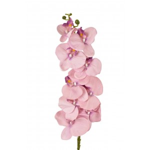 Orchidej Phalaenopsis 105 cm růžová
