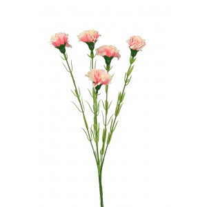 Trsový karafiát 61 cm, bílo - růžový 
