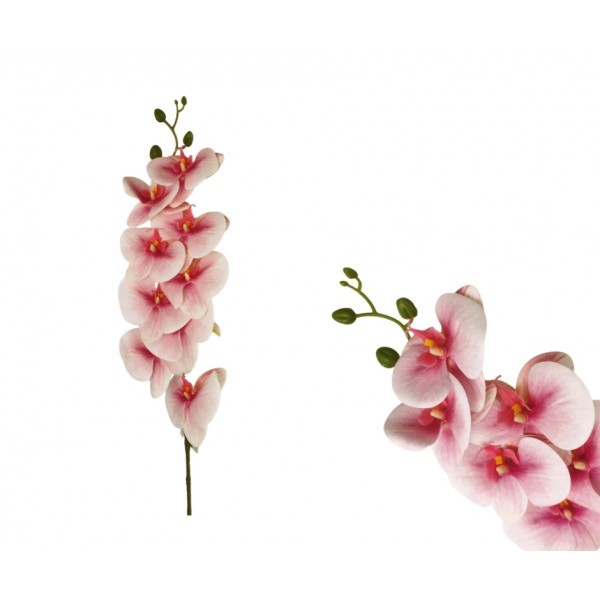 Orchidej Phalaenopsis 90 cm, růžová
