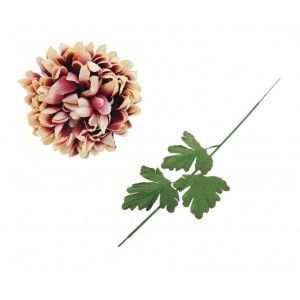 Chryzantéma žíhaná 65 cm, sada 6ks