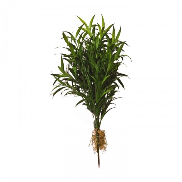 Dekorativní zelená listnatá větvička bambusu – 50 cm, sada 6 ks