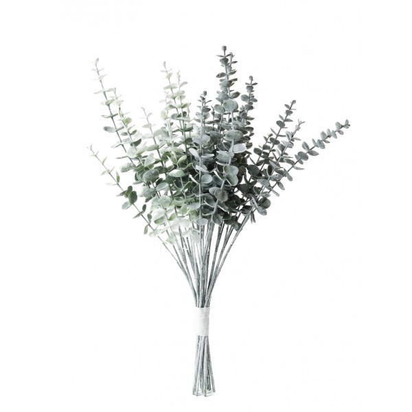 Eukalyptus, mix druhů, balení 12 ks, 65 cm