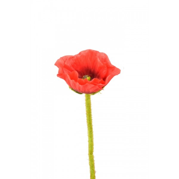 Vlčí mák 43 cm