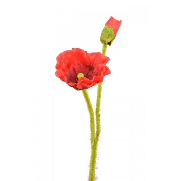 Vlčí mák 47 cm