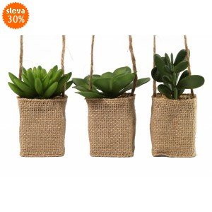 Sukulent v jutě balení 3 ks, mix druhů