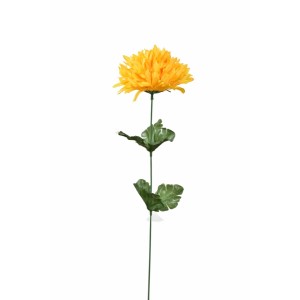 Chryzantéma jehlicovitá žlutá 50 cm