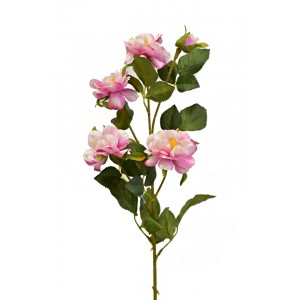 Čajová růže 80 cm, světle růžová
