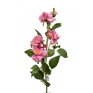 Čajová růže 80 cm, tmavě růžová