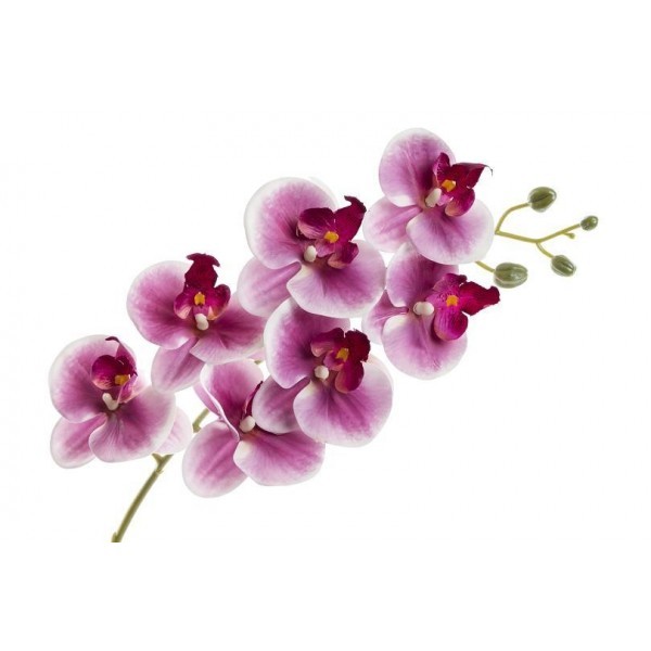 Orchidej Phalaenopsis 77 cm, tmavě fialový